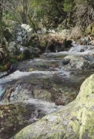 La Cervigona